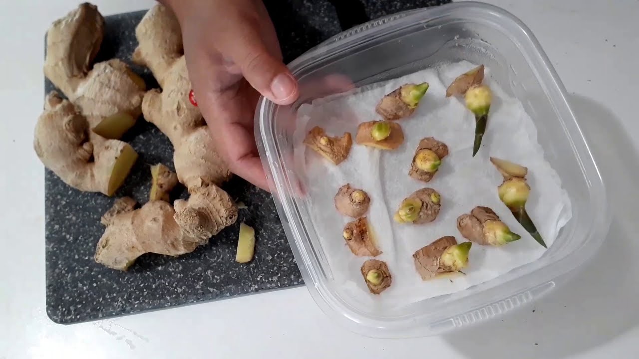 The Secret to Quick-Sprouting Store-Bought Ginger: A Fascinating Trick!