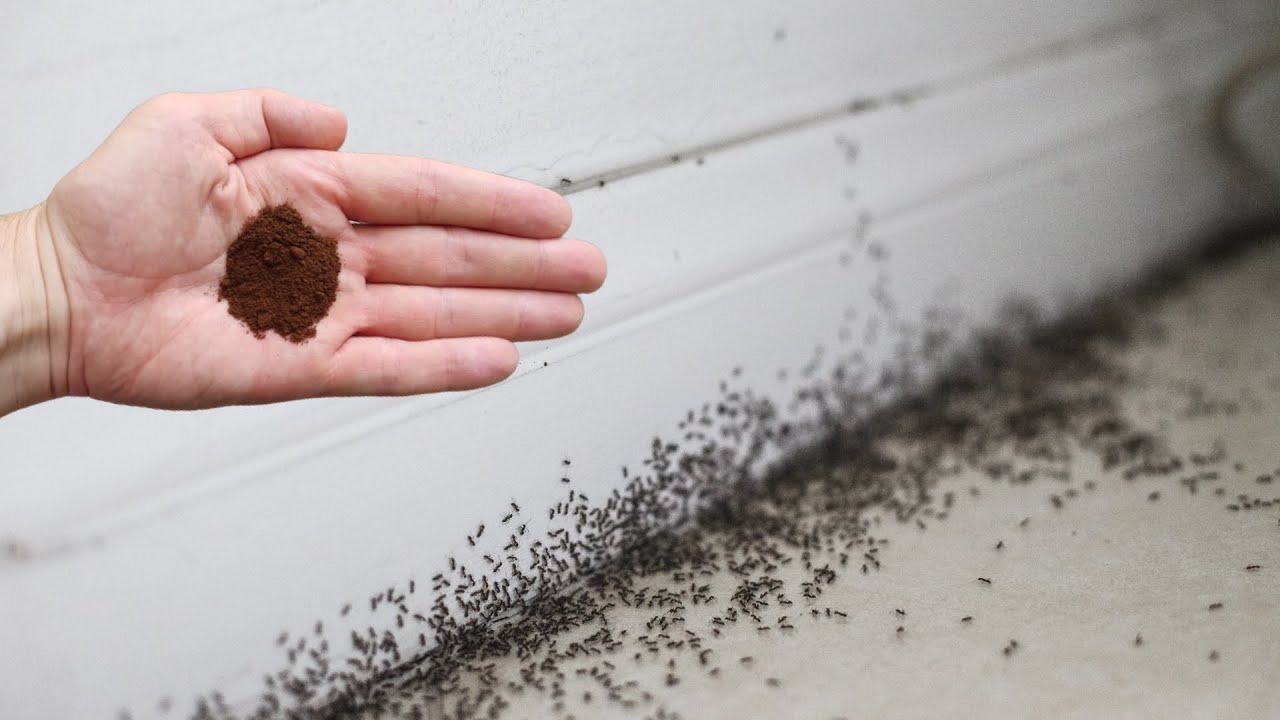 Quick Victory: The Ultimate Homemade Insecticide to Bid Farewell to Ants