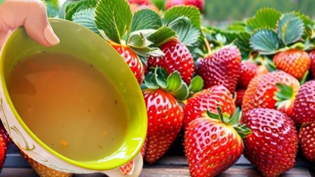 Grow Your Best Strawberries Yet with Nature’s Finest Fertilizer!