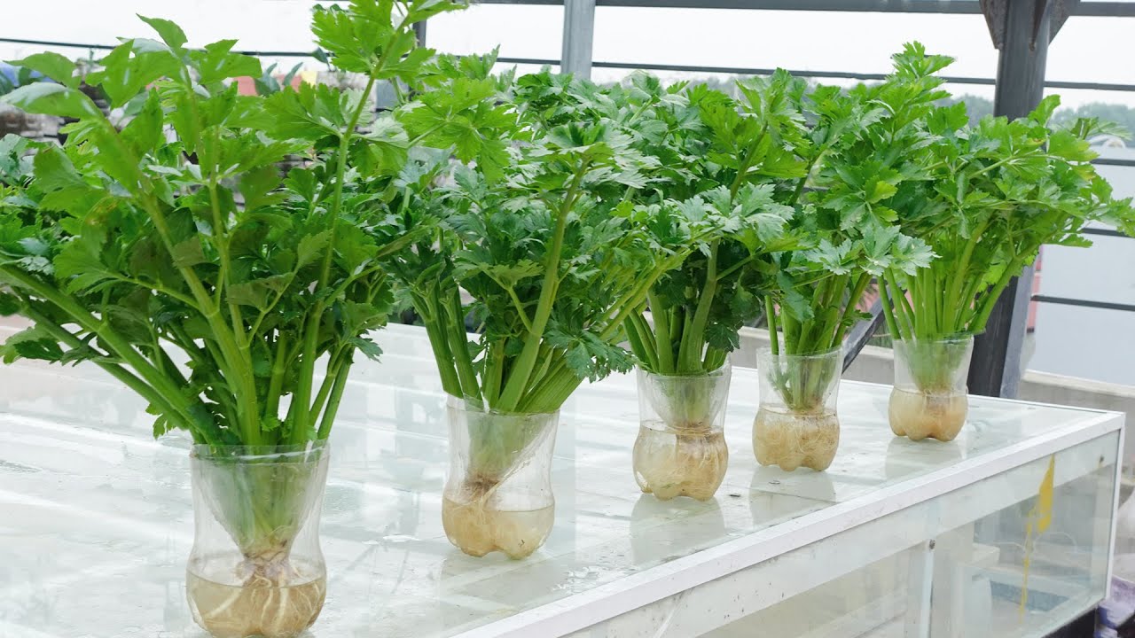 Green Thumb Magic: Grow Celery in Plastic Bottles!