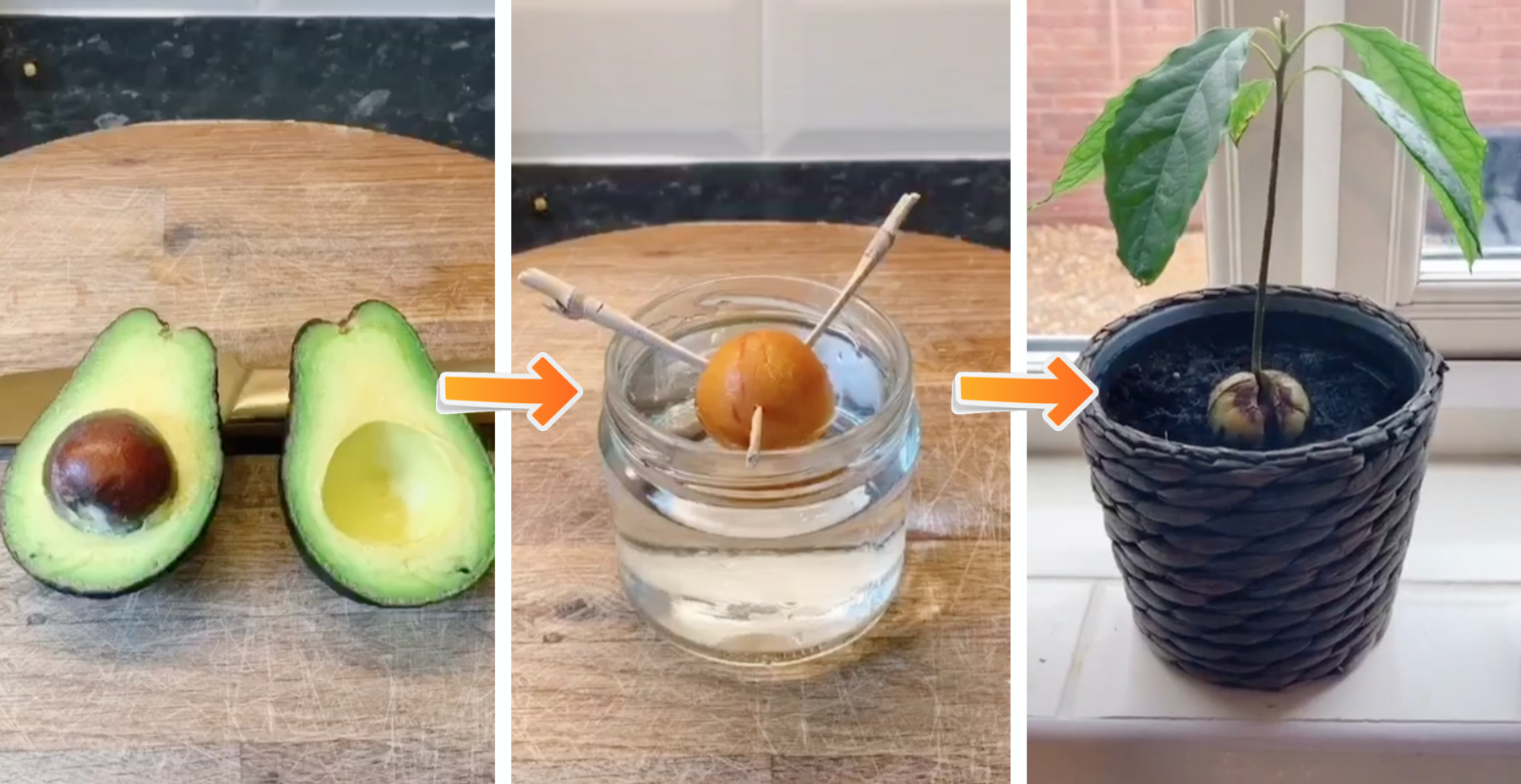 Growing an Avocado Tree from Seed: A Simple Guide