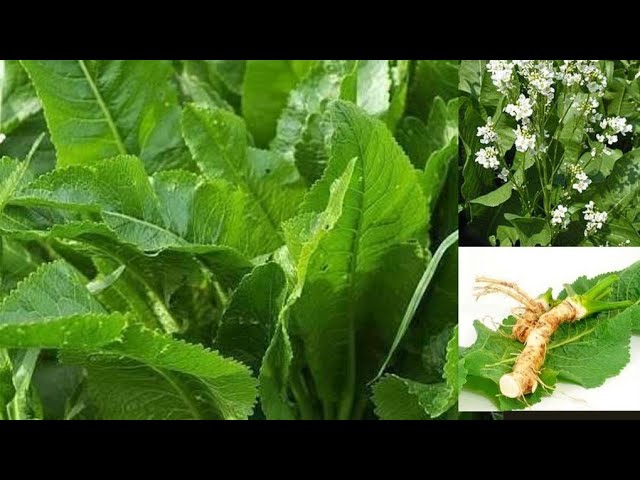 Horseradish Leaf Powder: Nature’s Wonder in Your Wellness Journey