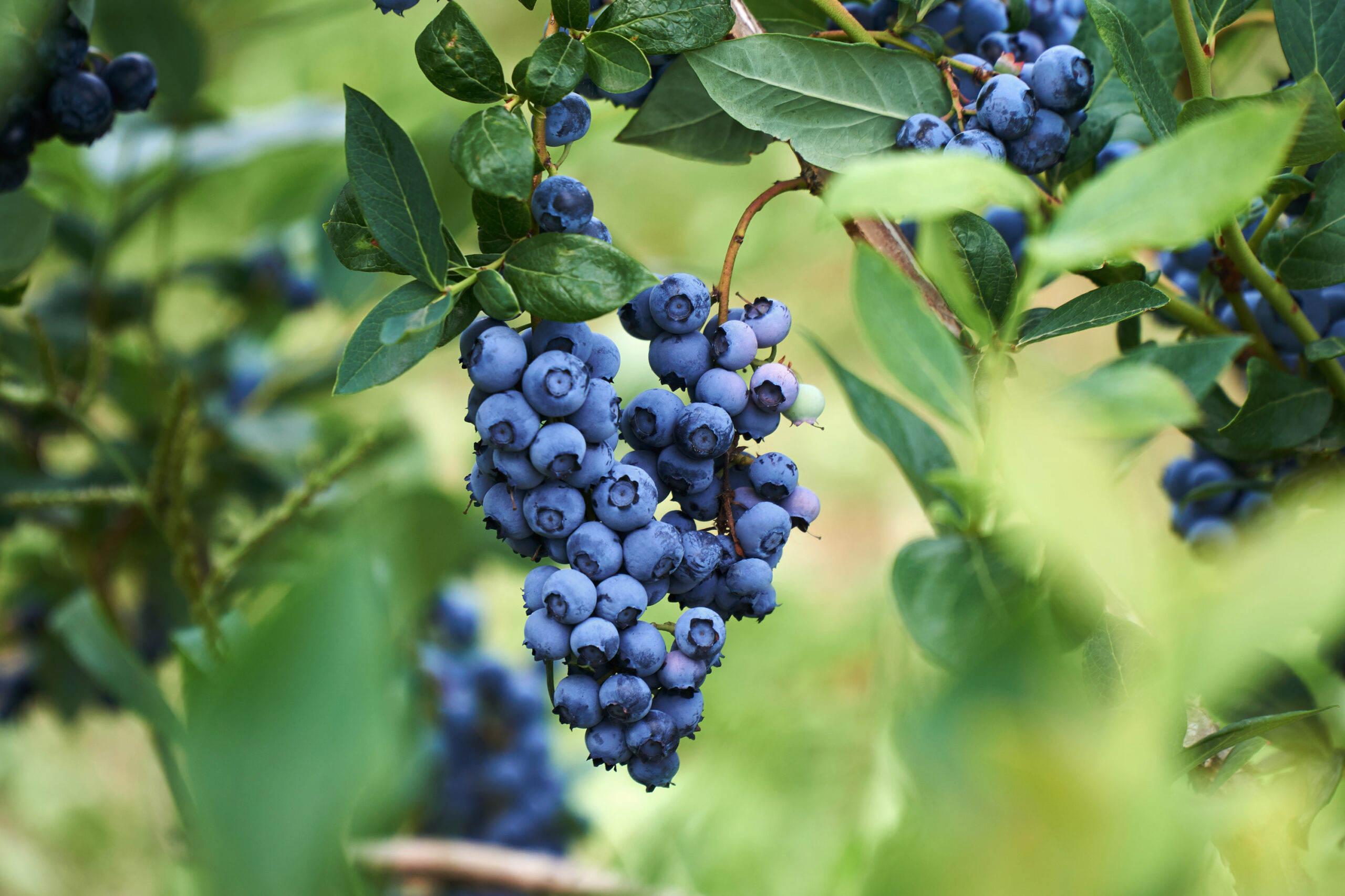 Unlocking the Secret to Vibrant Health with Blueberries