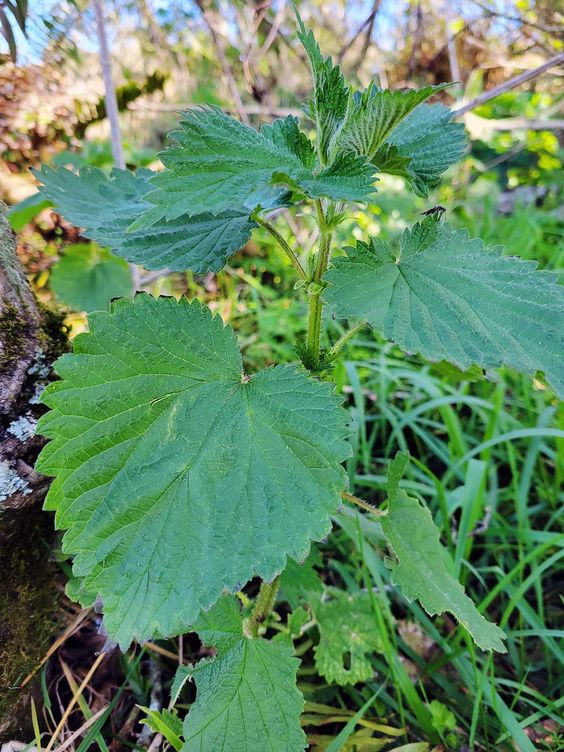 A Delicious Twist on Nettles: Learning from Turkish Neighbors