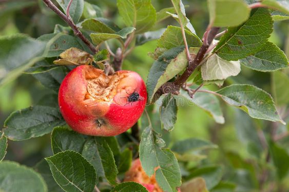 Transforming Rotten Apples into Treasure: Discover the Surprising Uses of Overripe Fruit!