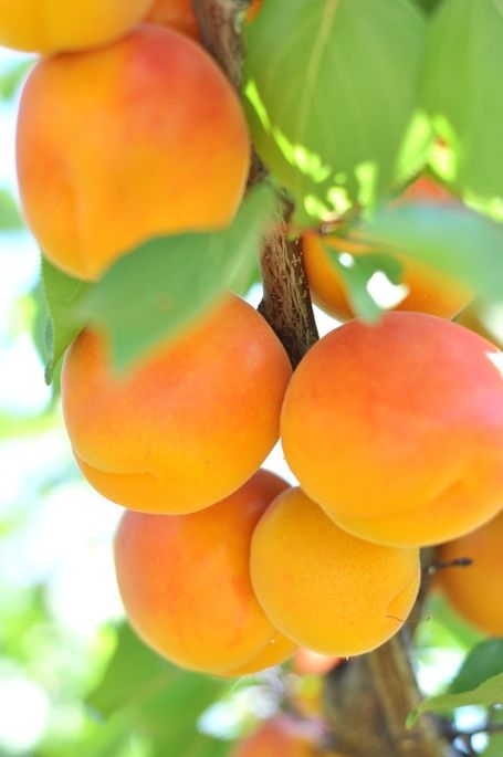 Discovering the Wonders of Apricots for Managing Diabetes