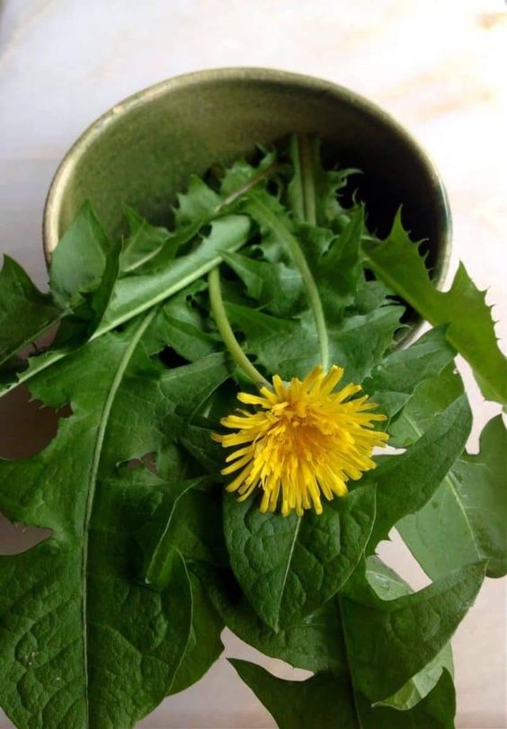 Discover the Wonders of Dandelion Leaves: A Full-Body Health Booster