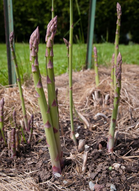 Growing Asparagus at Home: Quick Tips for a Bountiful Harvest