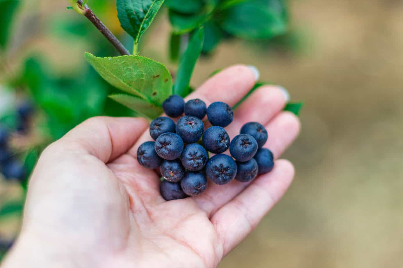 Aronia: The Powerhouse Fruit for Heart Health and Beyond