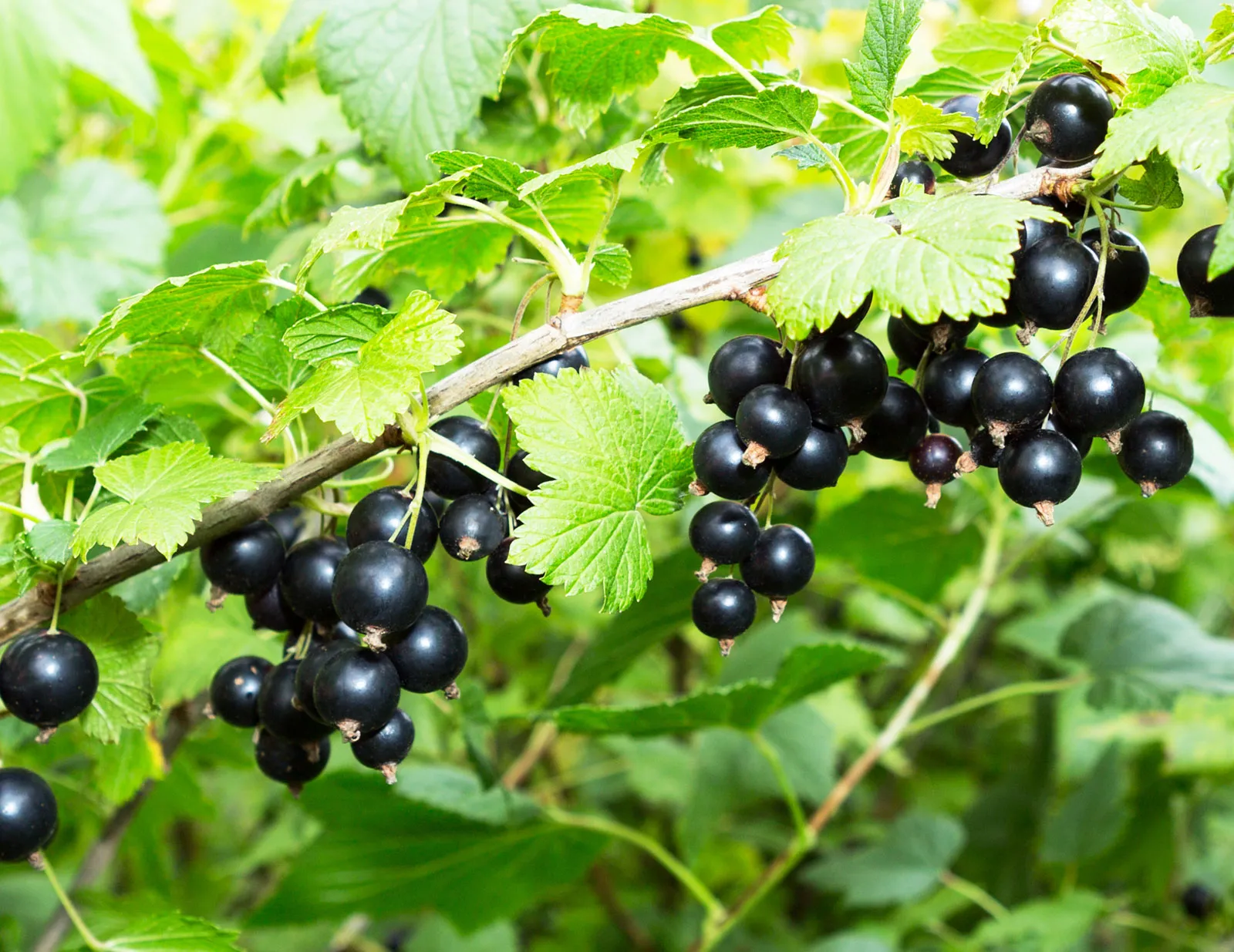 Quick and Sugar-Free Currant Delights for Winter