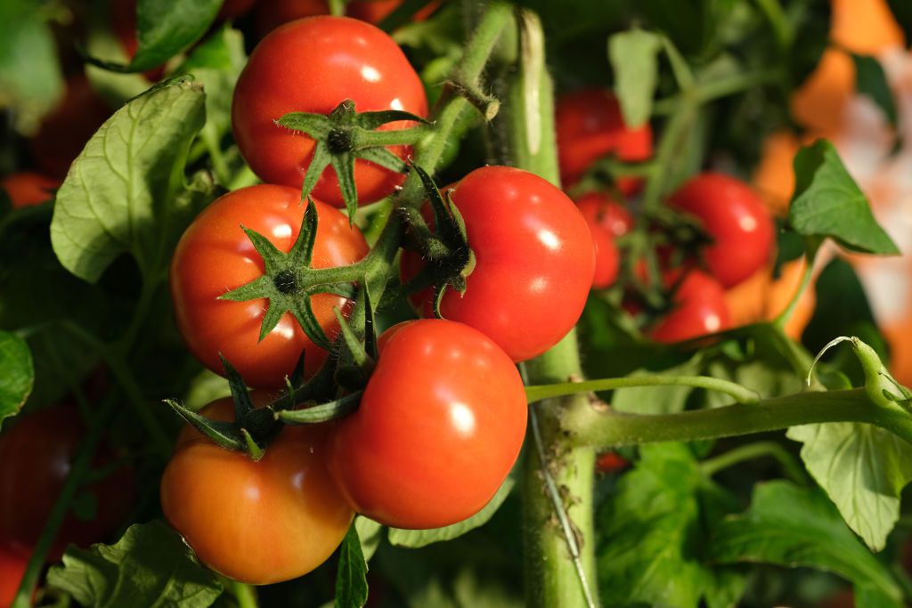 Transform Your Garden with Bay Leaves: The Secret to Growing Cucumbers, Tomatoes, and Peppers