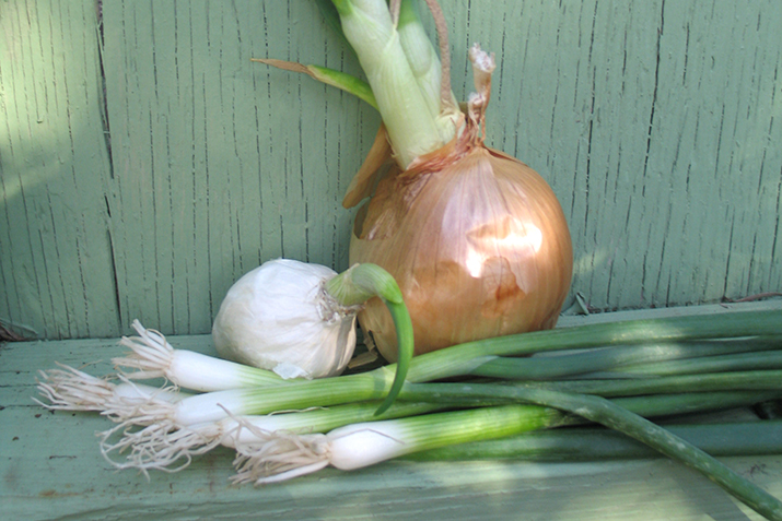 A Gardener’s Guide to Endless Green Onions