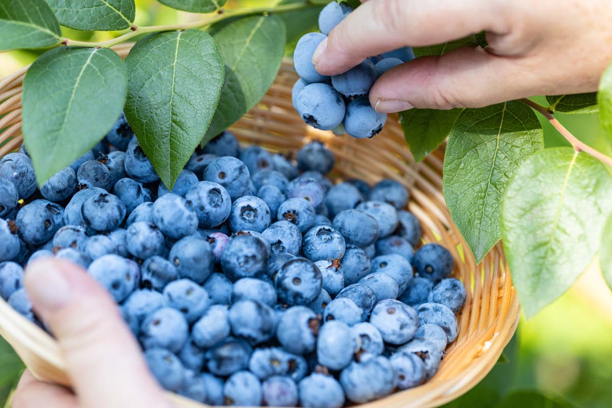 The Daily Blueberry Boost: Unveiling the Sweet Benefits