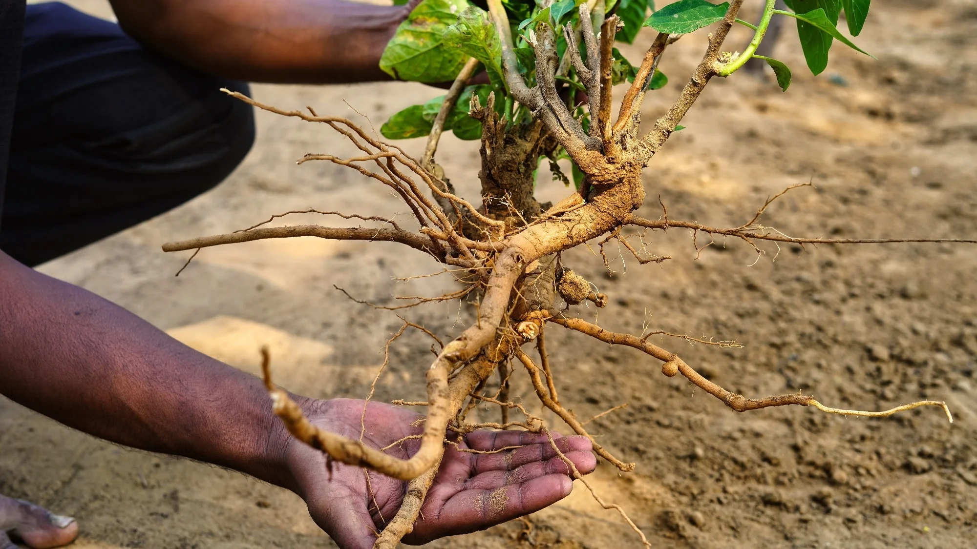 Discover the Amazing Benefits of Ashwagandha: A True Superfood