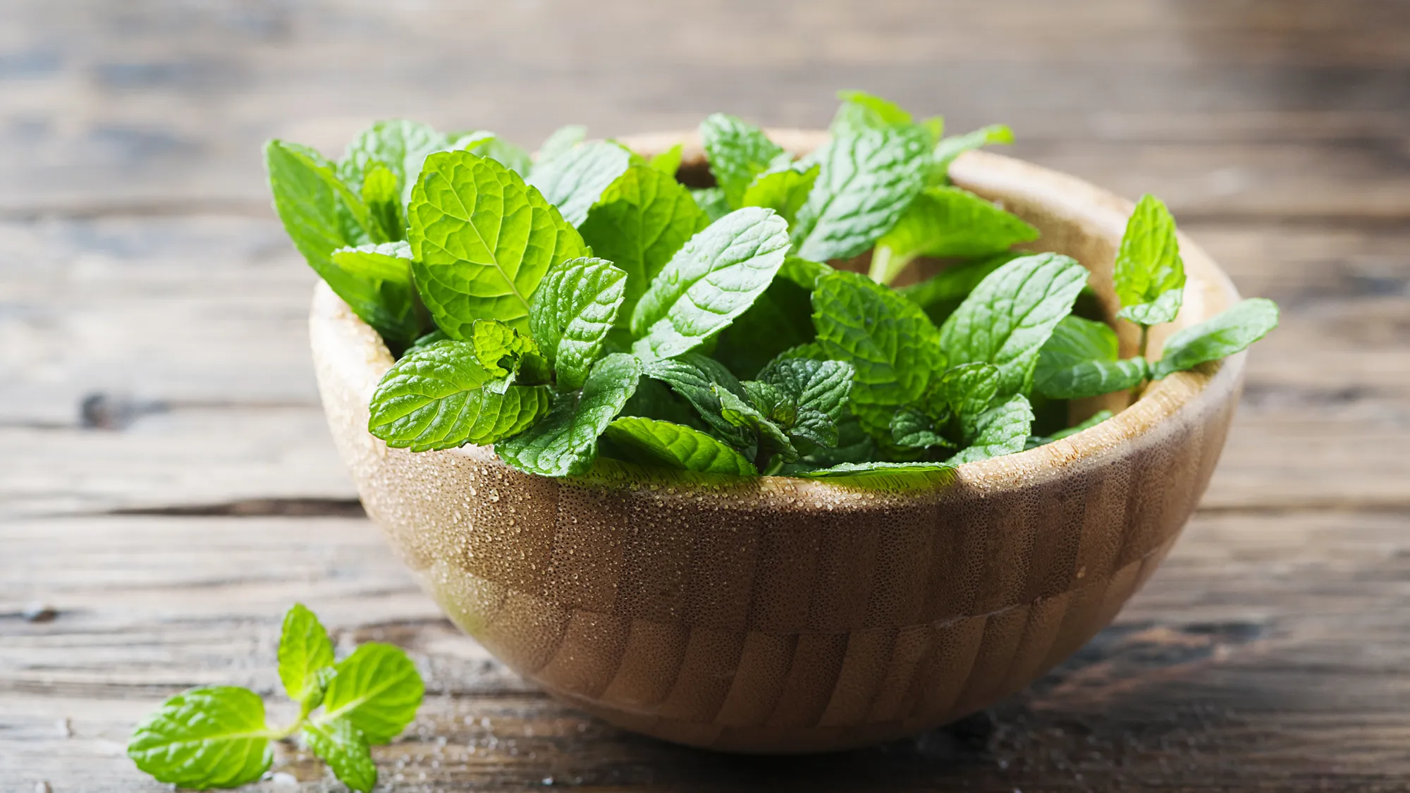 Mint Leaves: Nature’s Refreshing Gift