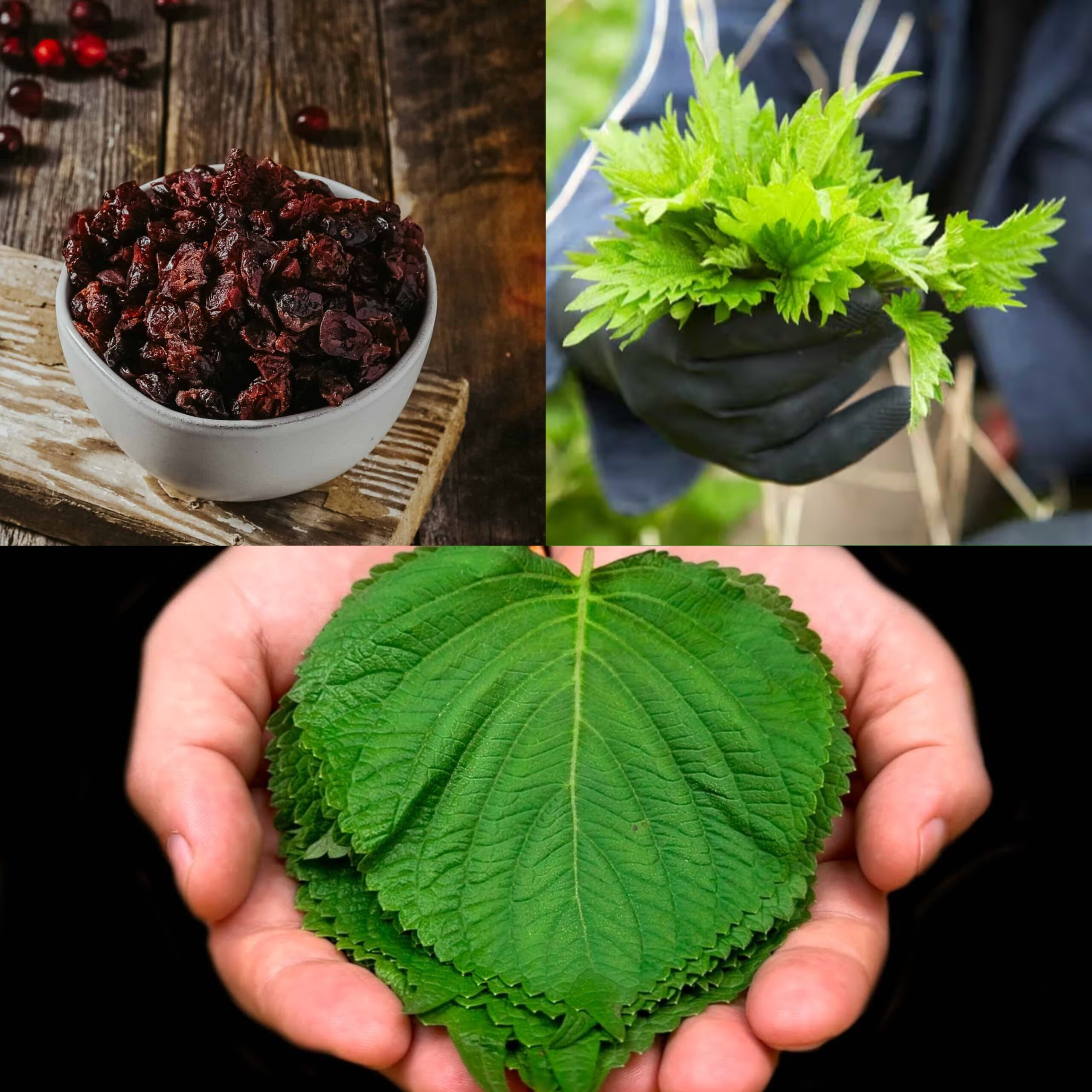 Harness the Power of Nettle and Cranberries for Superior Health Benefits