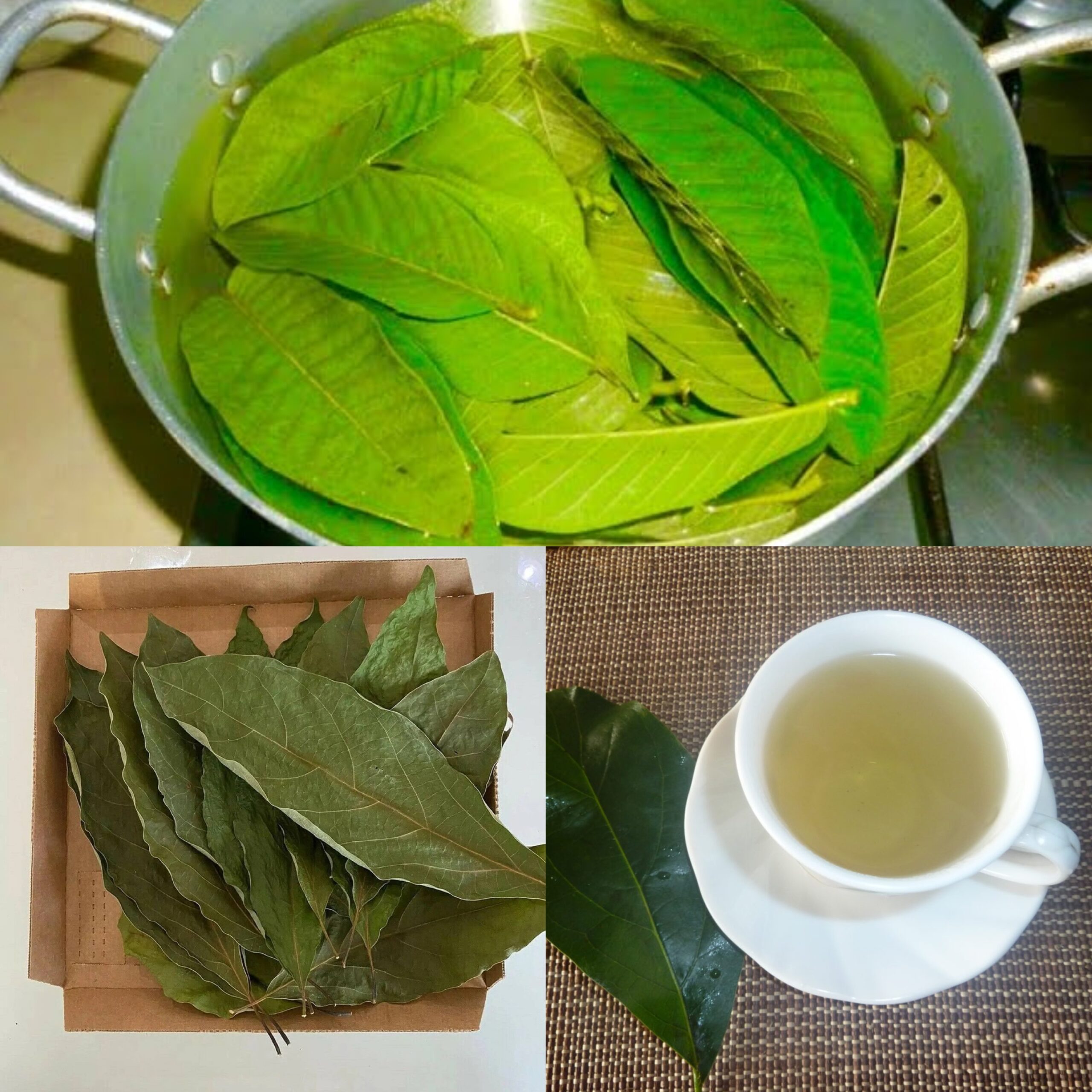 The Surprising Benefits of Avocado Leaf Tea