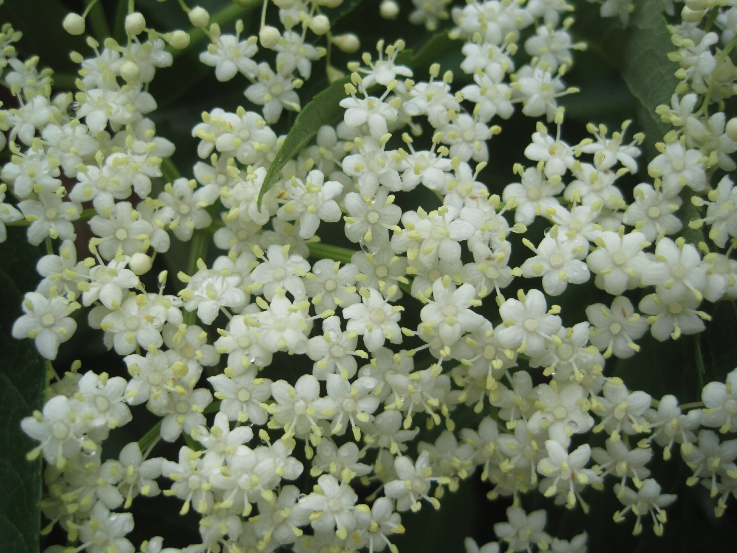 Refreshing Homemade Elderberry Juice (Syrup) Without Cooking