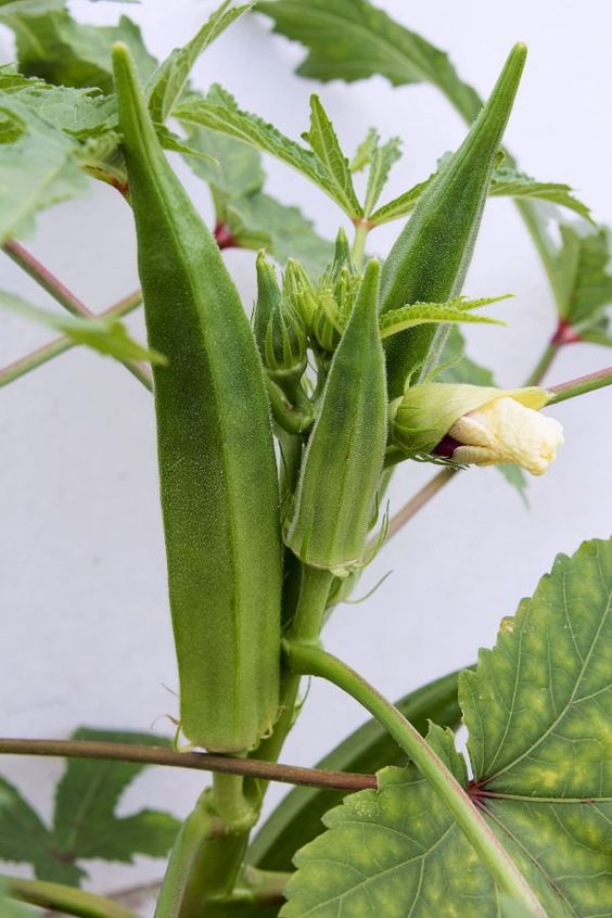 The Remarkable Health Benefits of Okra