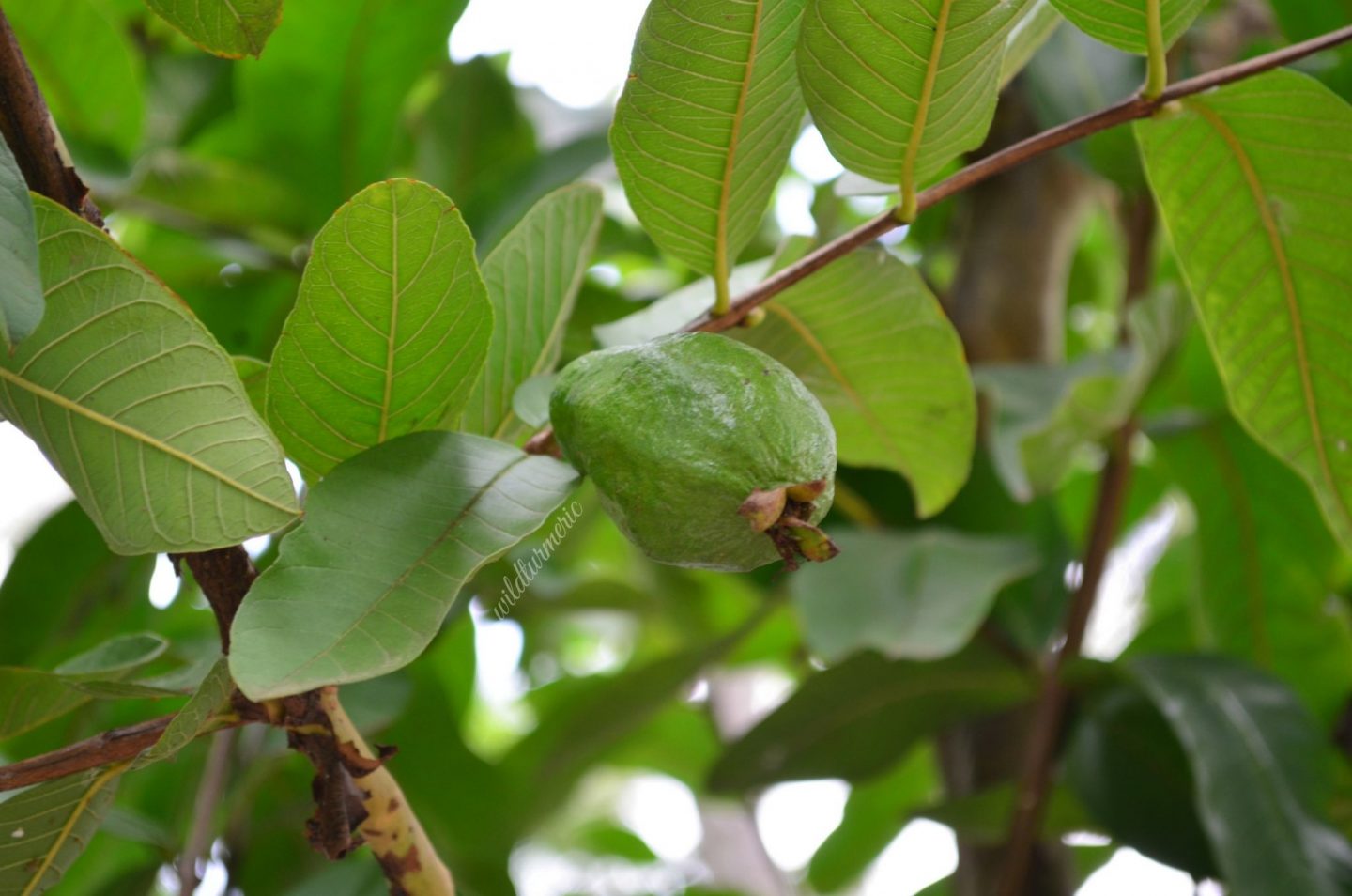 Discover the Remarkable Health Benefits of Boiled Guava Leaves