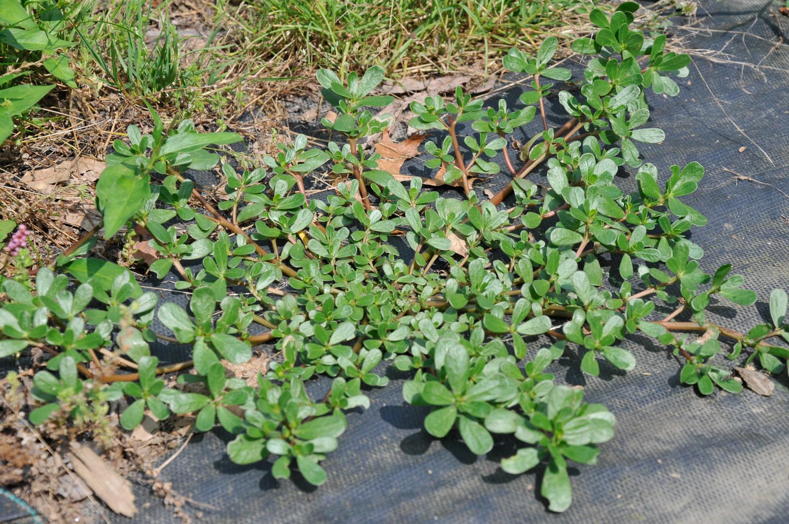 The Remarkable Benefits of Purslane: A Leaf Worth its Weight in Gold