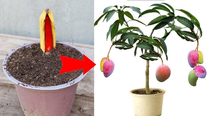 Unlock the Secret to Propagating Any Plant: The Art of Apple Propagation