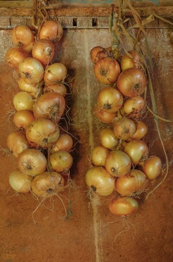 Preserving Onions: A Guide for Winter Preparation