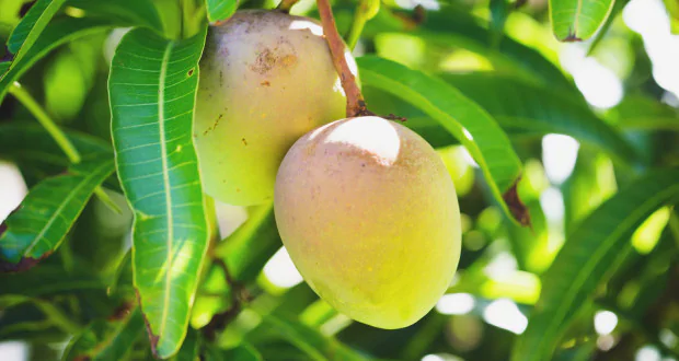 Mango Leaf Tea: A Refreshing Way to Boost Your Health