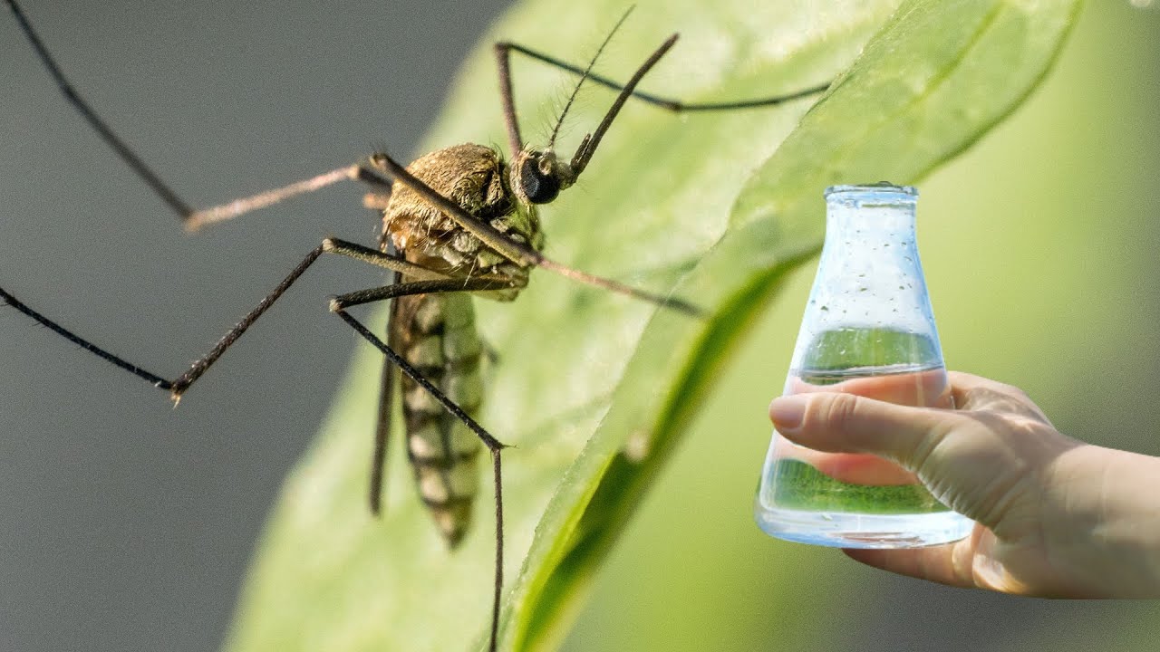 The One-Drop Wonder: A Natural Mosquito Repellent That Works Wonders