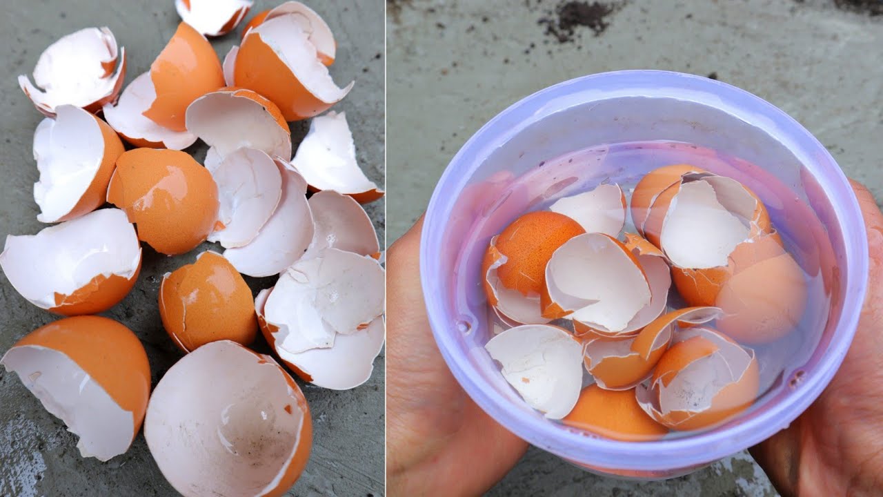 The Hidden Gems of Your Kitchen: Unveiling the Magic of Eggshells in the Garden