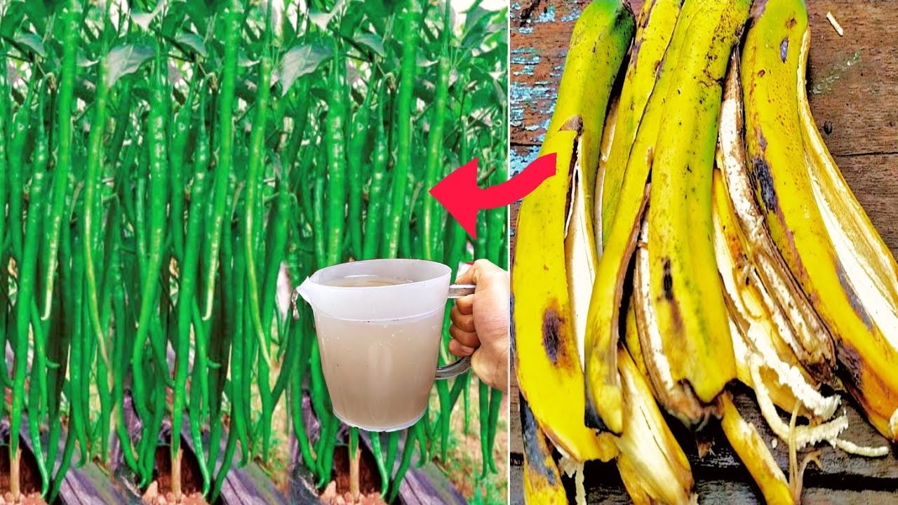 Unlocking the Secret Power of Banana Peels: Transform Your Garden with This Natural Fertilizer