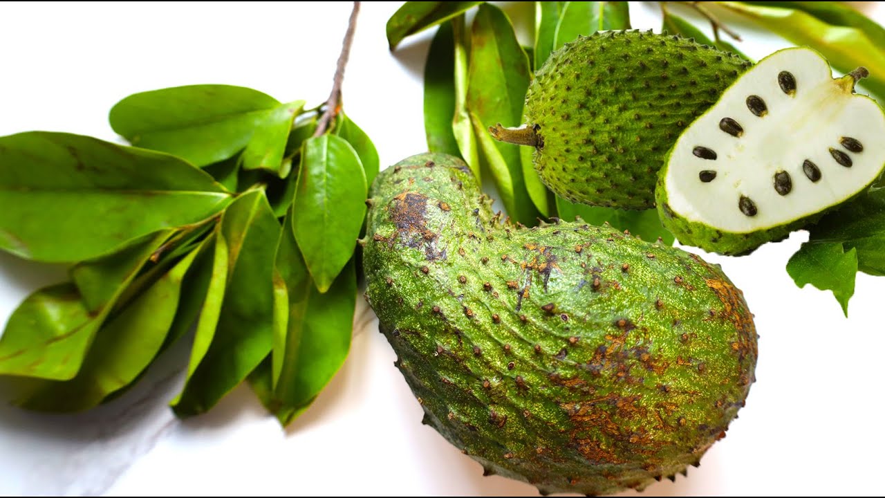 Discovering the Marvels of Soursop: Leaf and Fruit Benefits