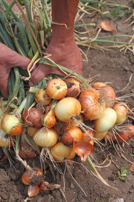 Discover the Delights of Autumn Onion Planting