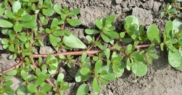 Purslane: The Overlooked Superfood for a Healthier You