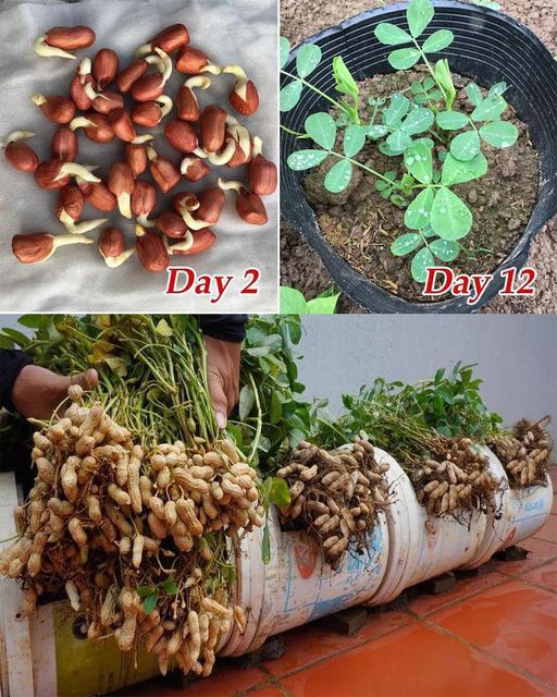 A Beginner’s Guide to Growing Peanuts at Home in Recycled Plastic Containers