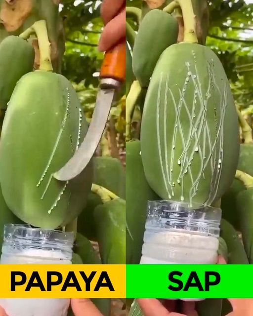 Discovering the Hidden Benefits of Papaya Sap