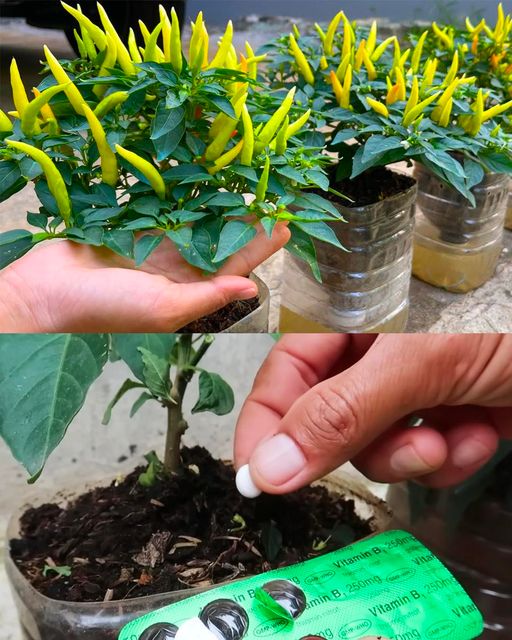 Growing Chili Peppers at Home: Strategies for Thriving Plants with a Surprising Aspirin Boost