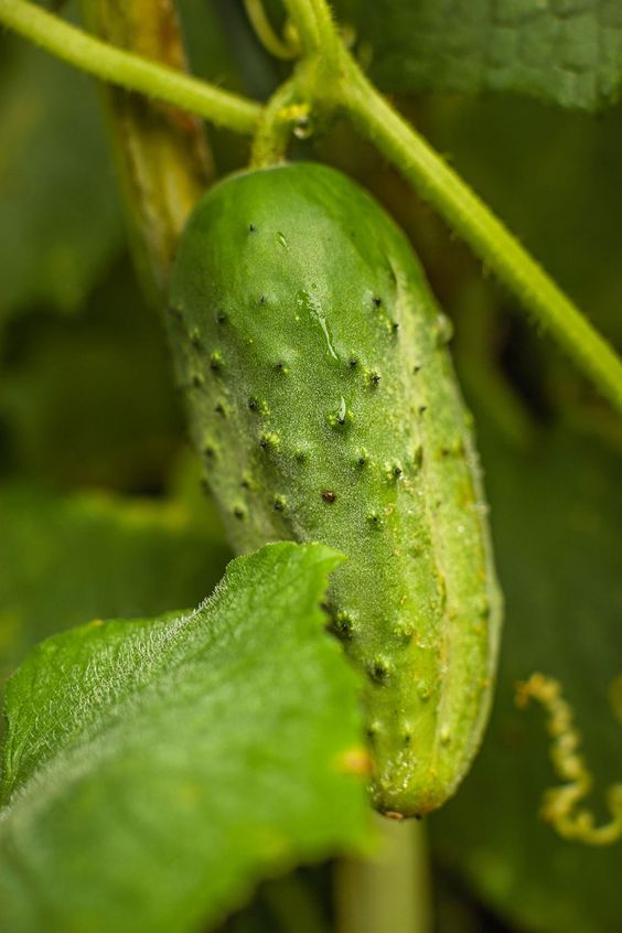 Keeping Your Cucumbers Sweet: Preventing Bitterness