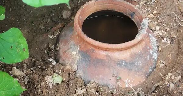 Ollas: Ancient Wisdom for Efficient Irrigation