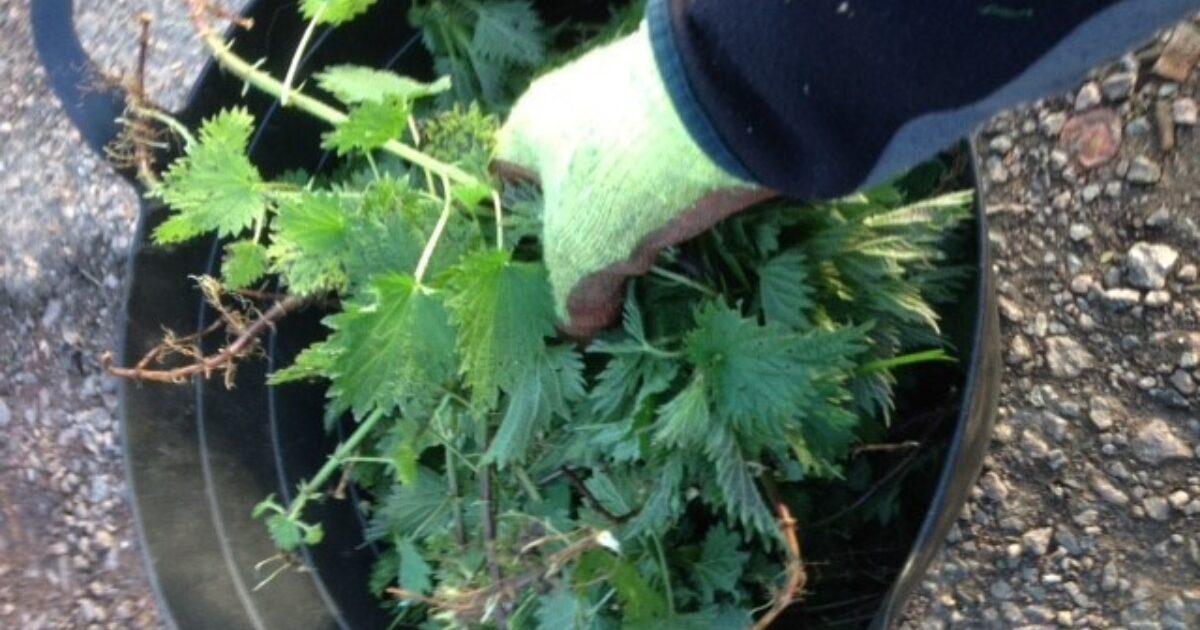 The Power of Nettle Fertilizer Syrup for Growing Vibrant Vegetables