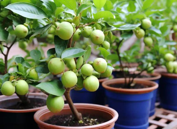 grow guava trees in pots