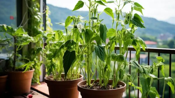 How to Grow the Best Potted Okra