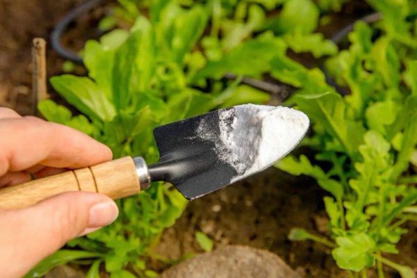 Baking Soda: 5 Surprising Uses for Your Garden and Plants