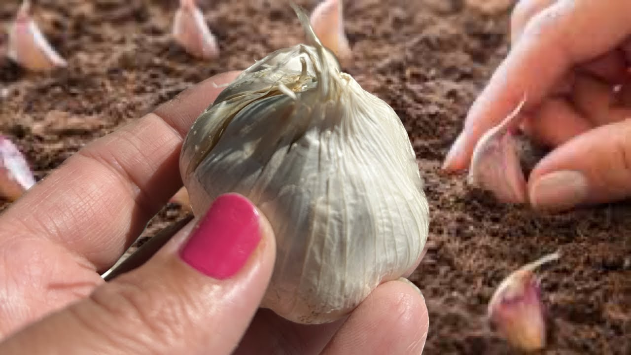 Embrace Autumn: The Perfect Time to Plant Garlic