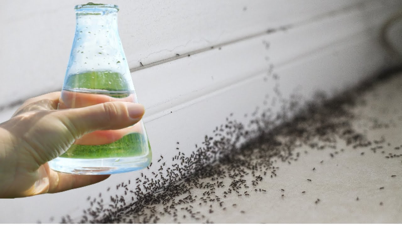 Discover the Power of a Natural Insecticide: One Drop and Ants Disappear!