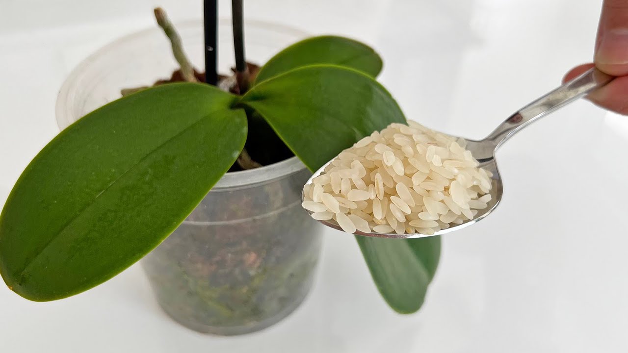 Unlocking the Secret to Orchid Blooms: A Simple Feeding Method with Rice