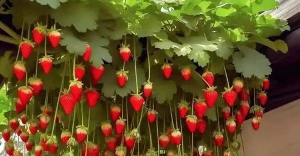 Growing Sweet Success: A Comprehensive Guide to Planting, Growing, and Caring for Strawberries