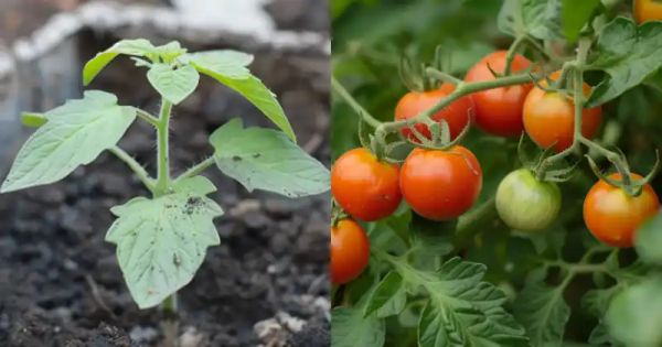 A Complete Guide to Growing Tomatoes for Maximum Yield