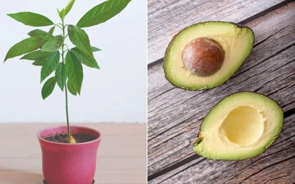 Essential Tips for Growing Avocado in a Pot