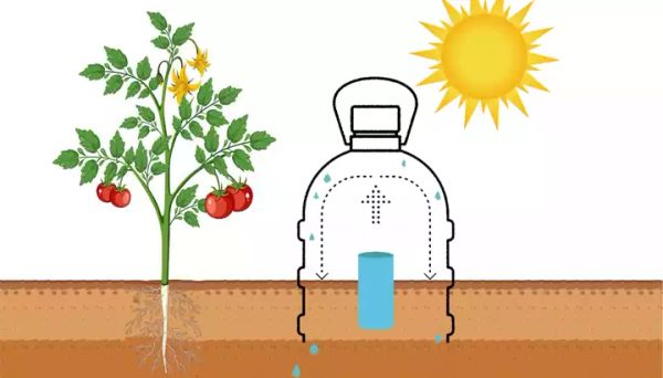 Solar Irrigation: An Easy and Affordable Solution for Your Garden